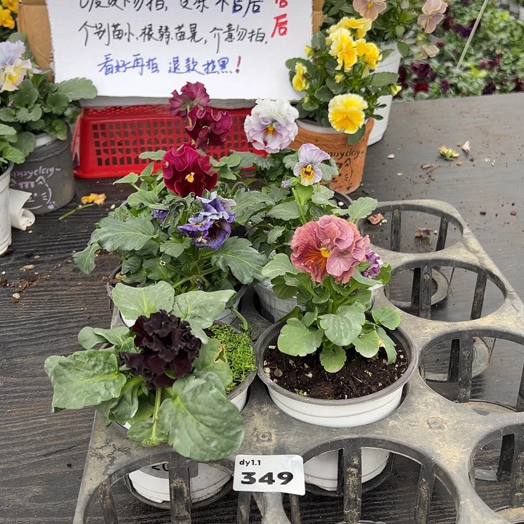 大部分花苞少量开放349号