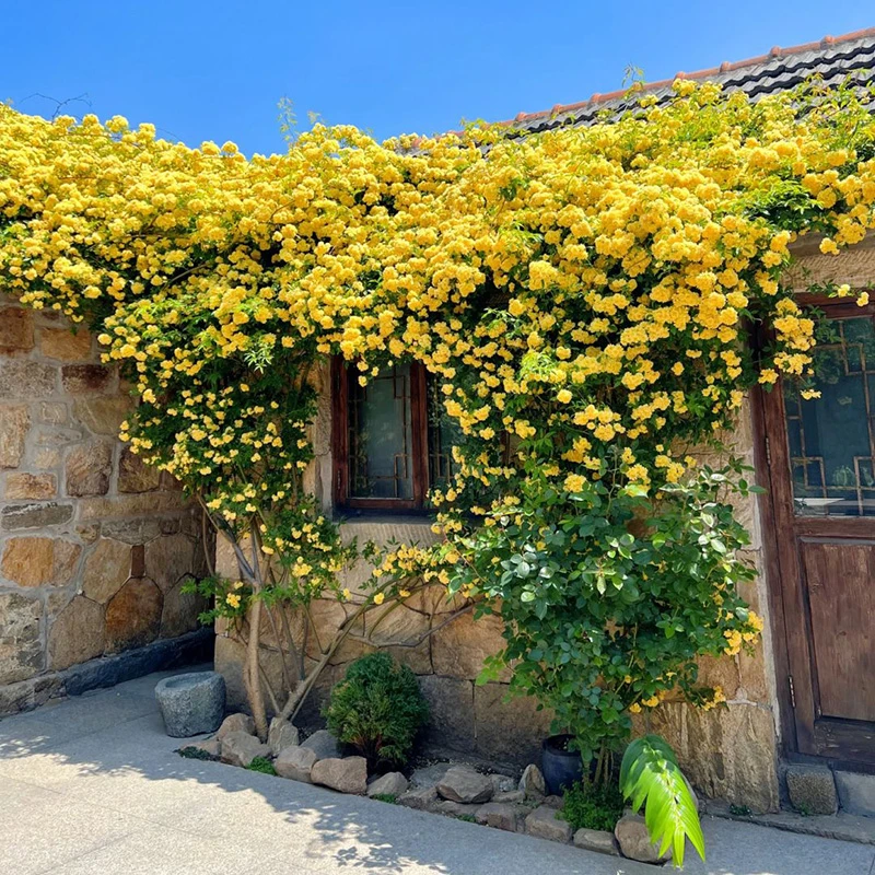 重瓣白黄木香花苗室外庭院别墅花卉爬藤植物大浓香型四季开花不断