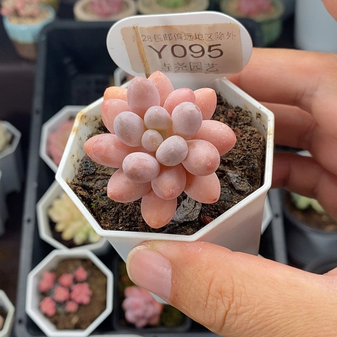 0095 汤圆奶酪 4cm