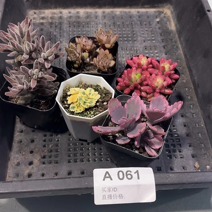 多肉061多肉植物，
