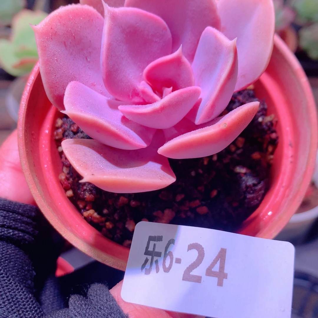 乐然 6-24 紫珍珠