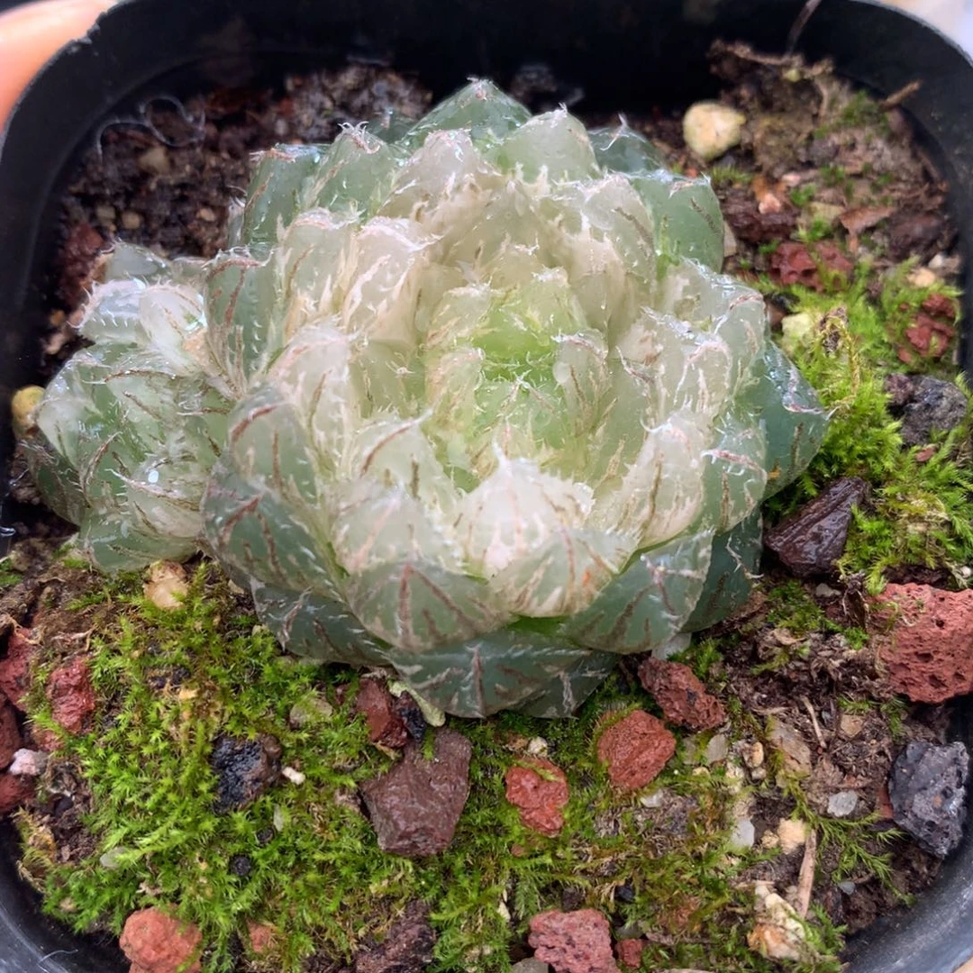 翠云玉露锦，带盆一起