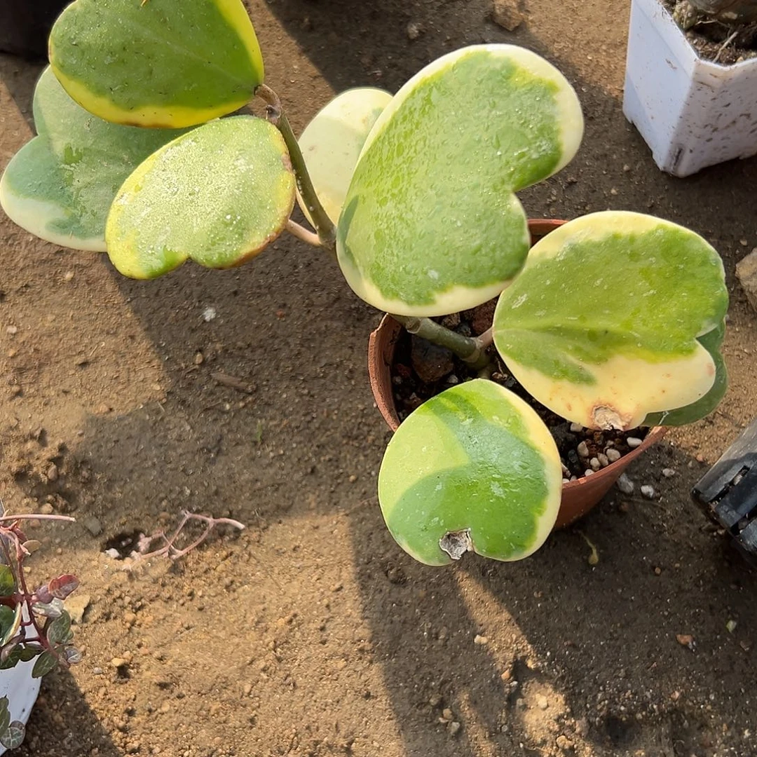 多肉植物心叶球兰