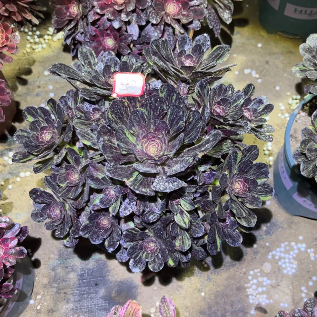 057多肉植物古风水墨