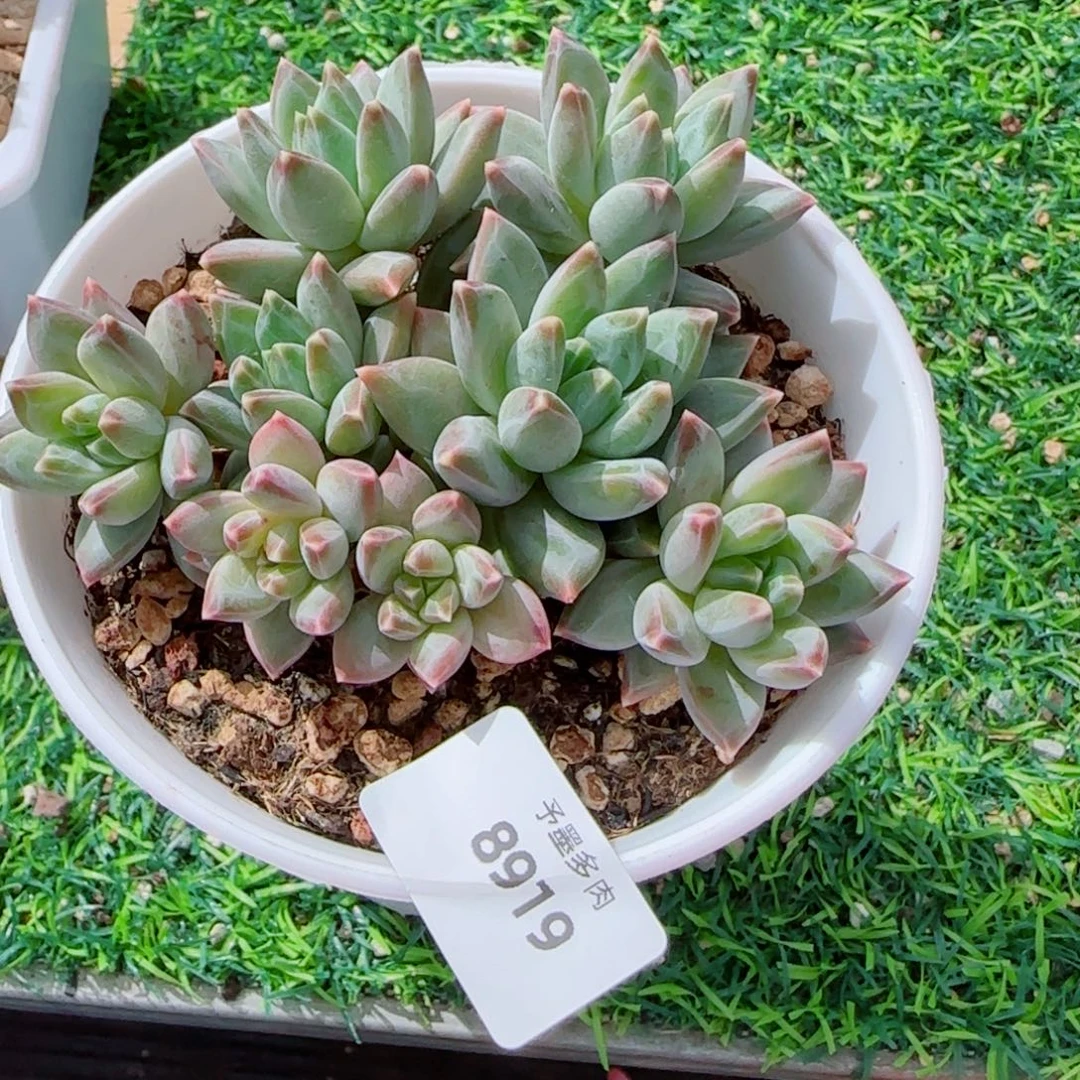 美人兮，8919多肉植物