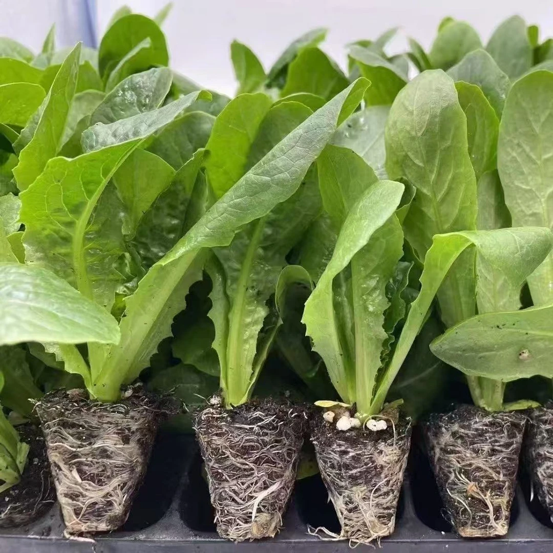 红皮紫叶莴笋苗带土秧苗莴笋莴苣秧苗家庭阳台露地秋冬耐寒蔬菜苗