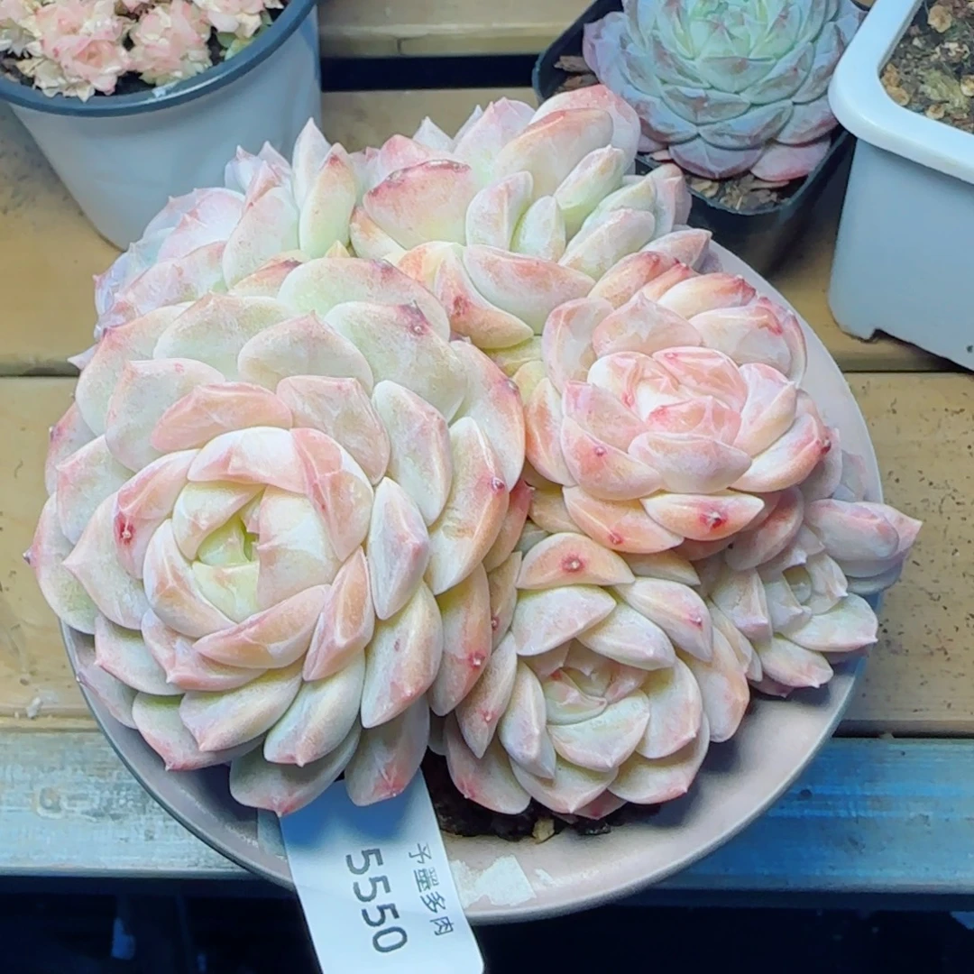 梦幻泡影群，55550多肉植物