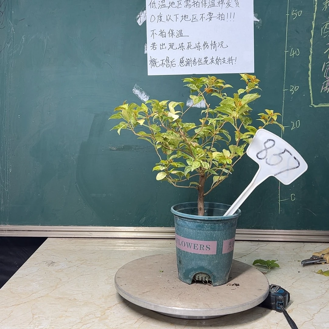 完全开放 沙斑女郎 857