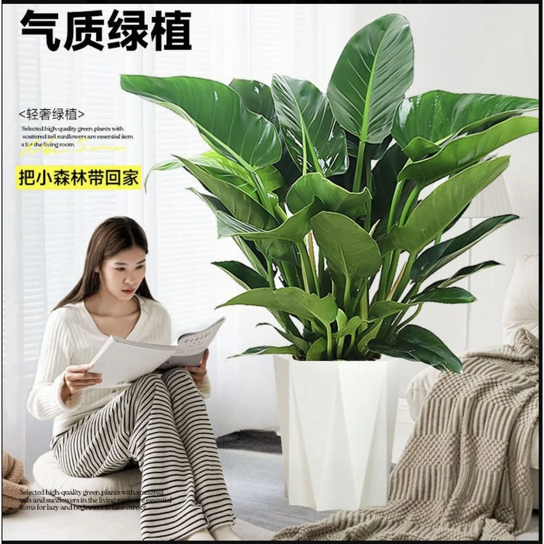 金钻绿公主70CM-80CM大型绿植盆栽客厅室内落地高