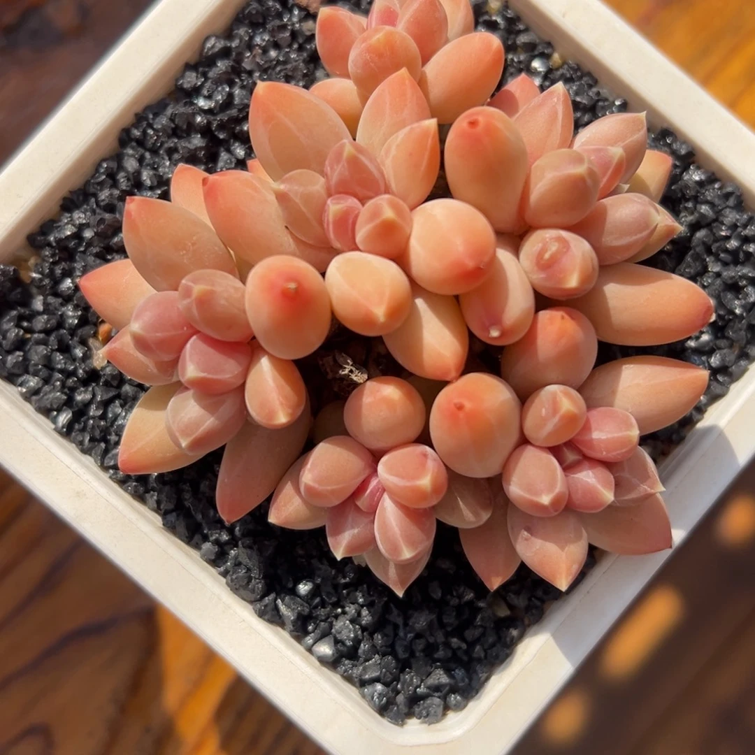 张张精品多肉甄选x个体