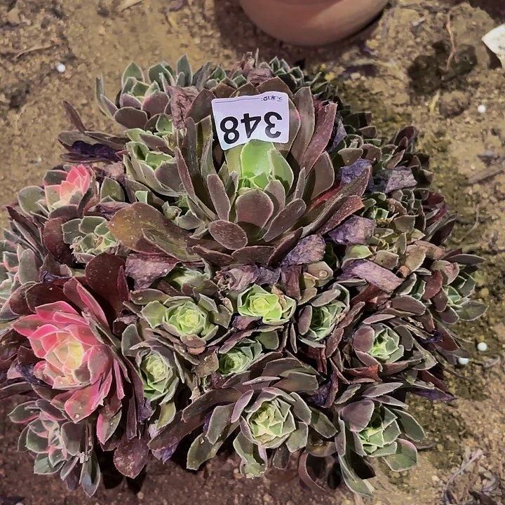 348光辉多肉植物不售后