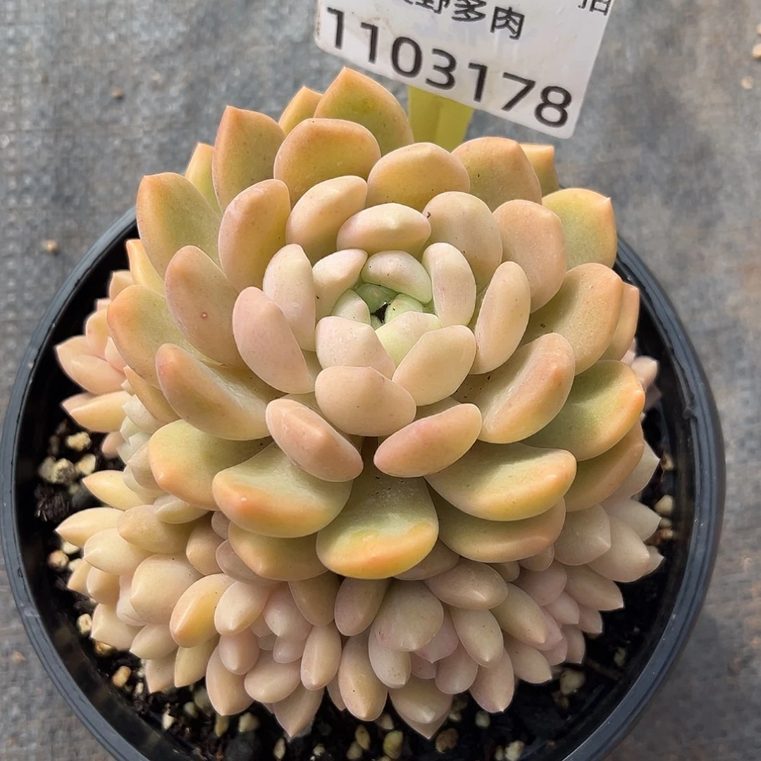 1103178 冰橙手捧全状态9捧1无砍