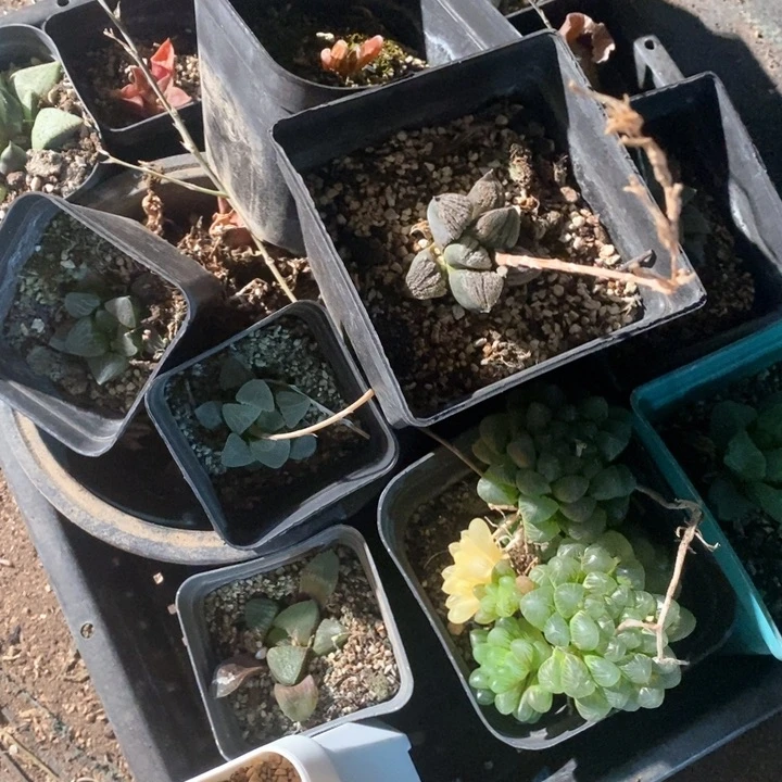 雨****）17112 一整筐全部