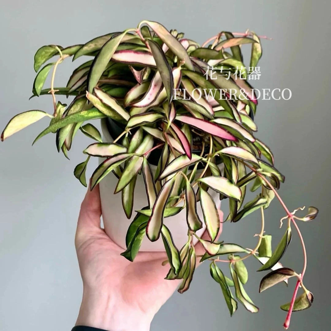 花与花器 冰糖球兰 爆款休内球兰克林顿方叶花叶球兰合集室内垂吊