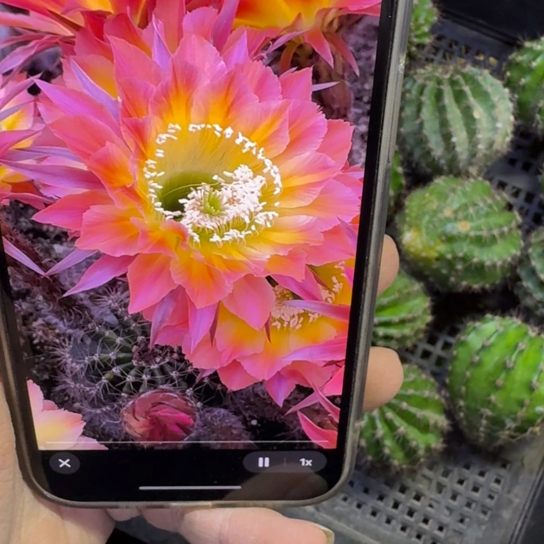 332彩草江南15歪无根侧牙4公分左右根歪，20包邮