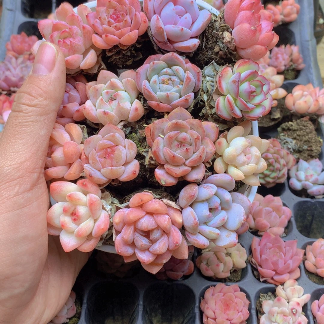 我要去看你了啊054