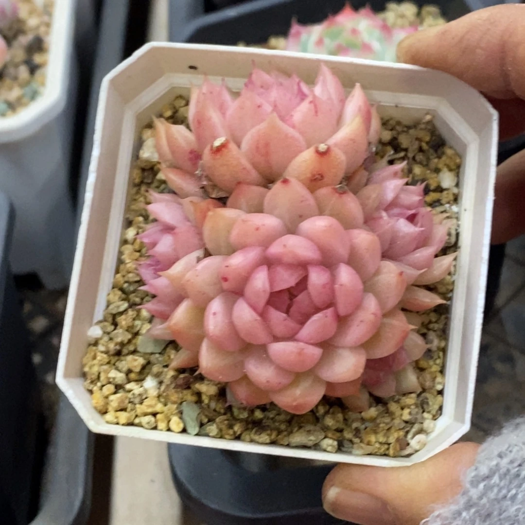 精品多肉一物拍不包整466