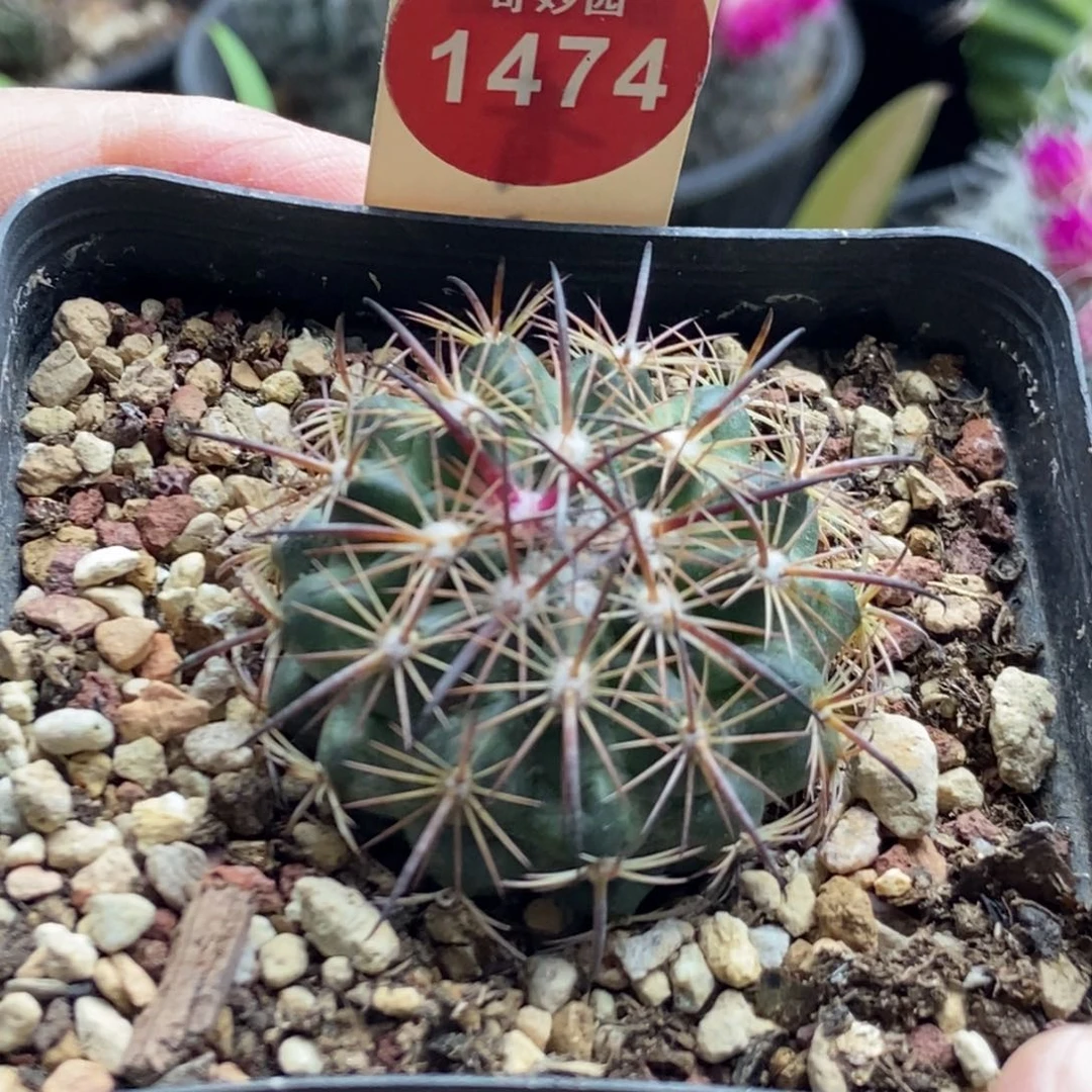 实生豪刺琥爪一棵仙人球