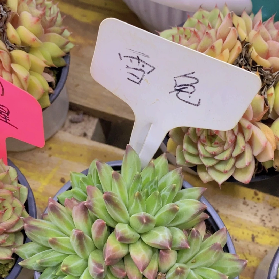 双十一晚间场，11.10