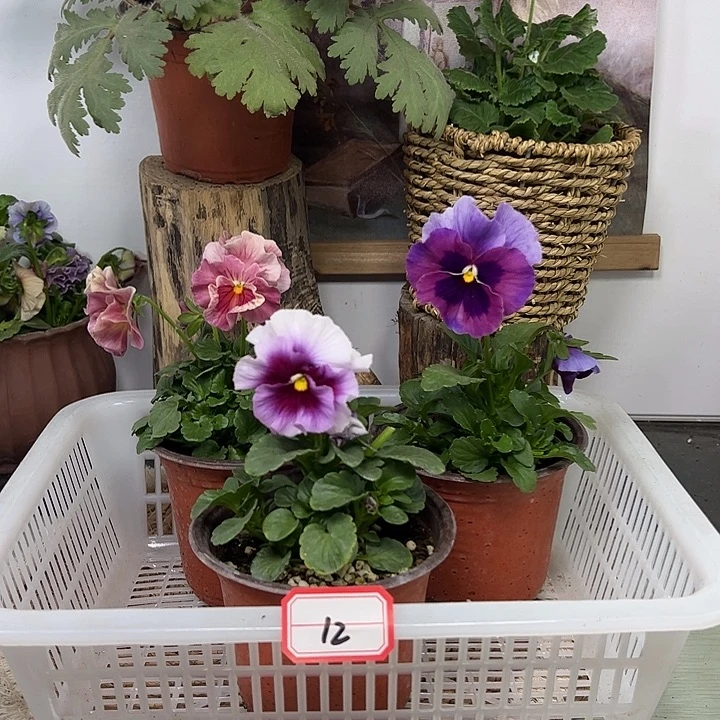 完全开放角堇12号