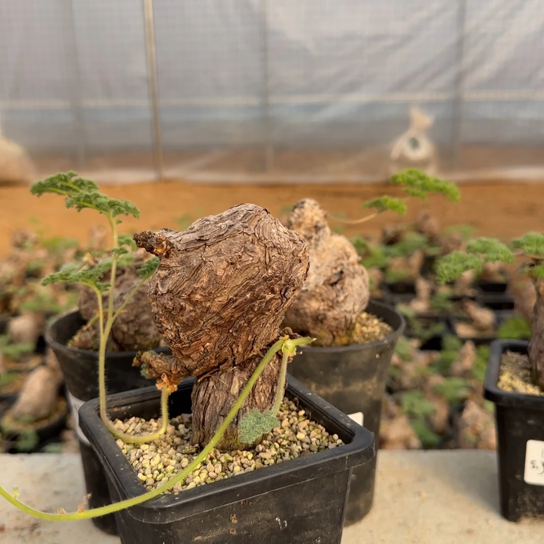 49枯木洋葵块根植物
