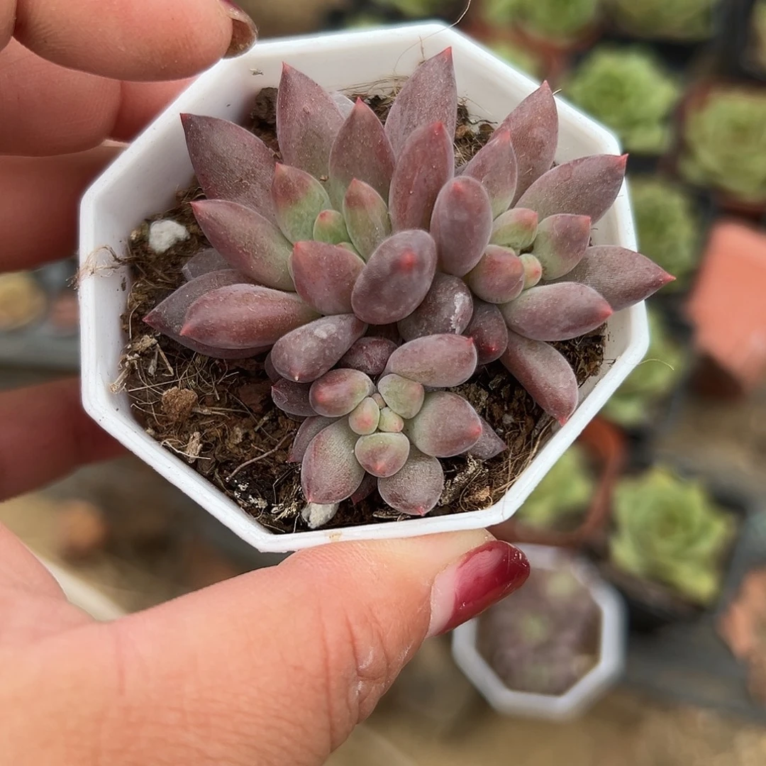 多肉植物车厘子群