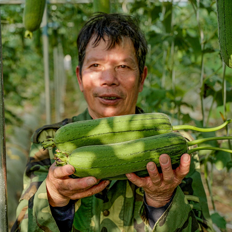 【7斤助农装】温州新鲜丝瓜苹果丝瓜短胖肉丝瓜现摘现发农家蔬菜