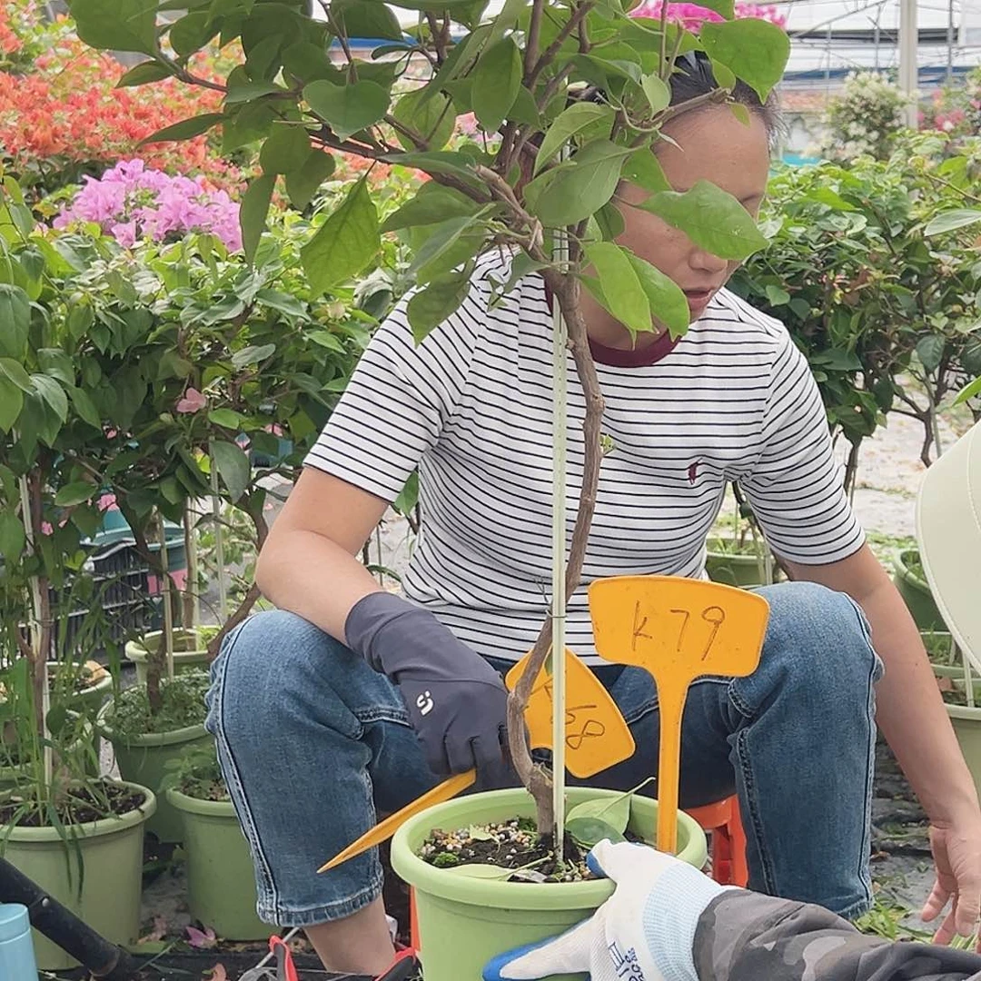 没***币大部分花苞少量开放K79波妹