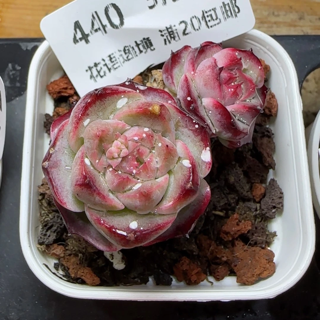 花语逸镜0313-440