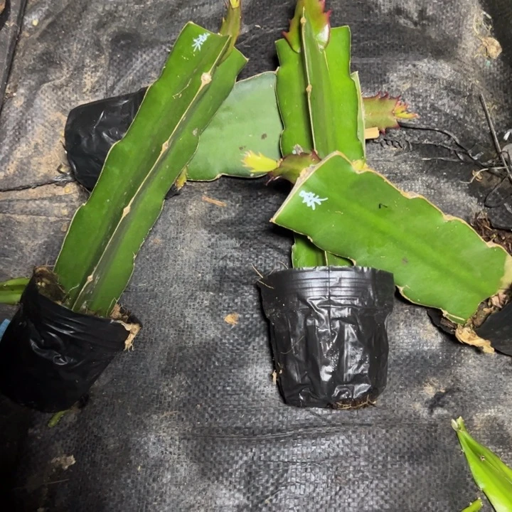 桑吉塔嫁接单片小苗一颗13.8