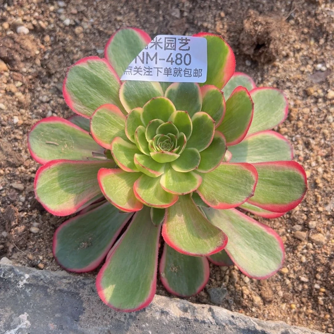 粉花妖多肉植物480