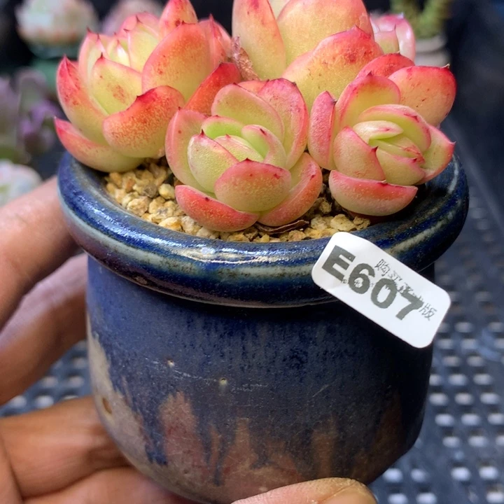 E607一物一拍连盆发