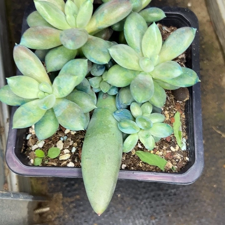 哥特萝莉，一物一拍