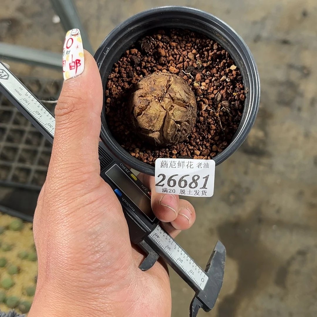 c****u26681一物一拍单头发货