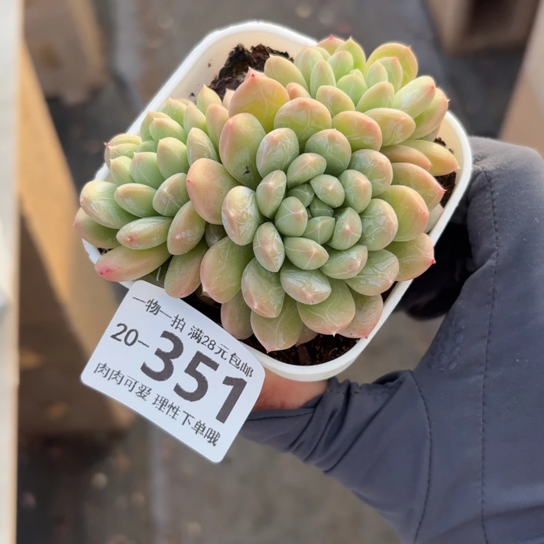 百达翡翠无盆土发货