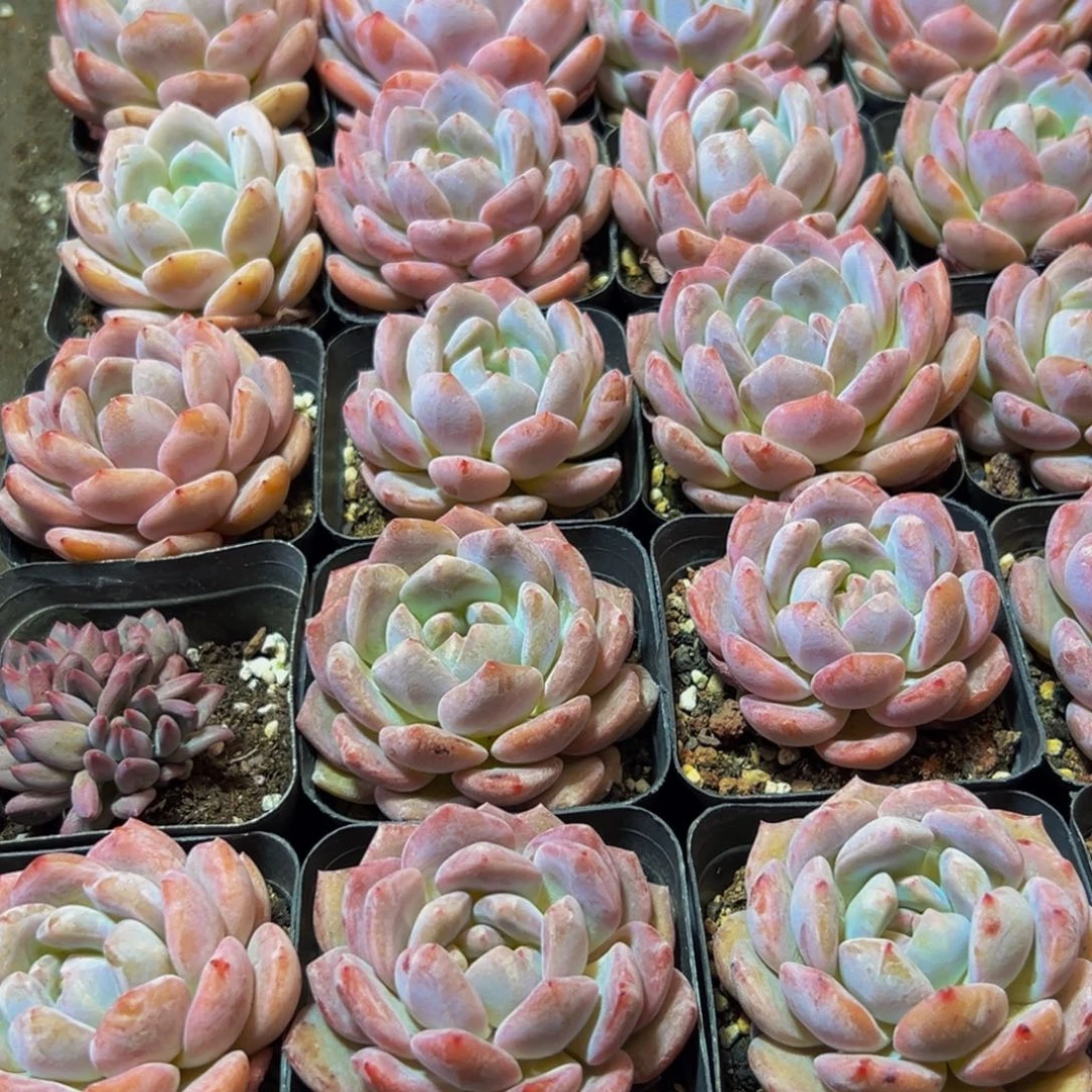 红***米565多肉的小龙虾都是