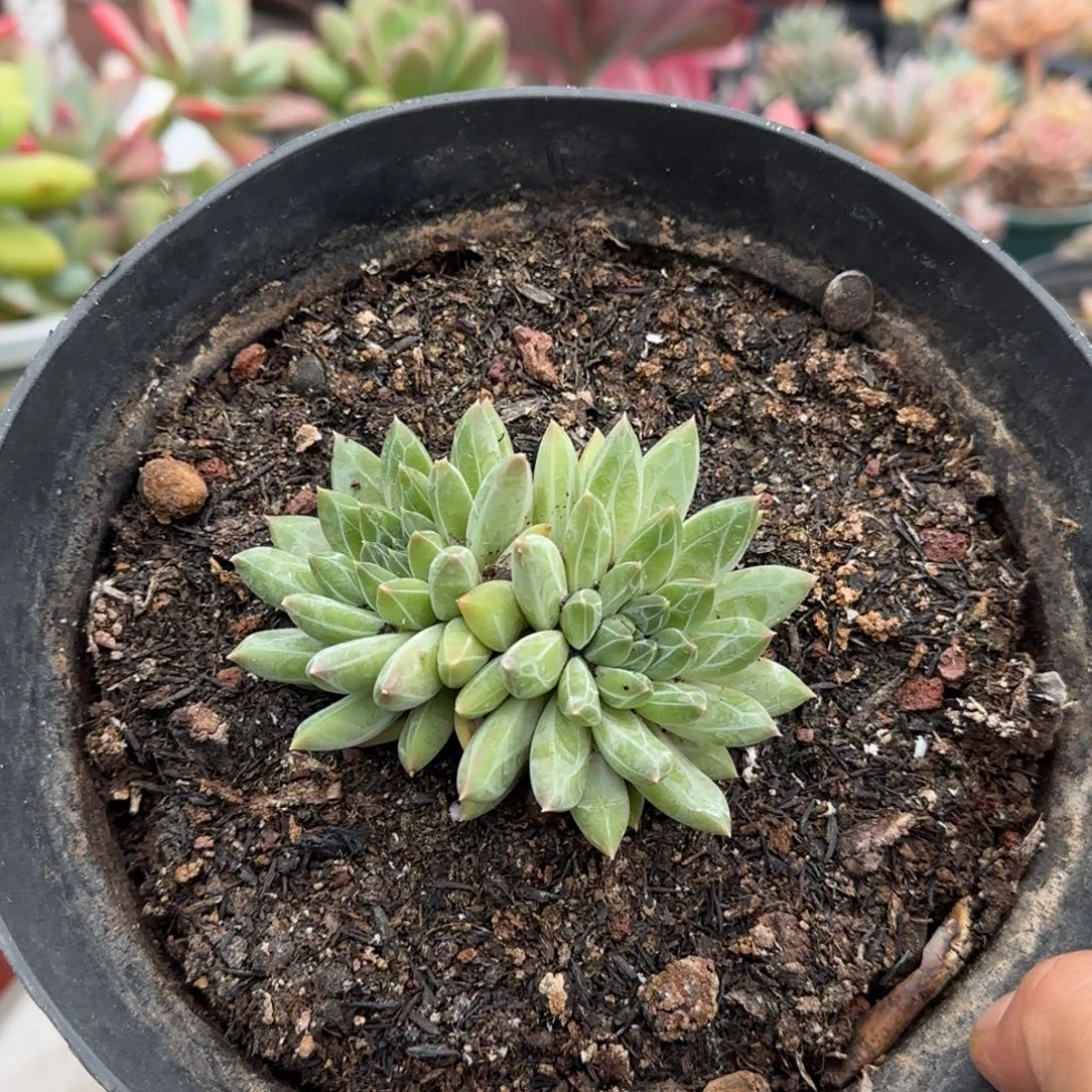 393号一物一拍一物一拍