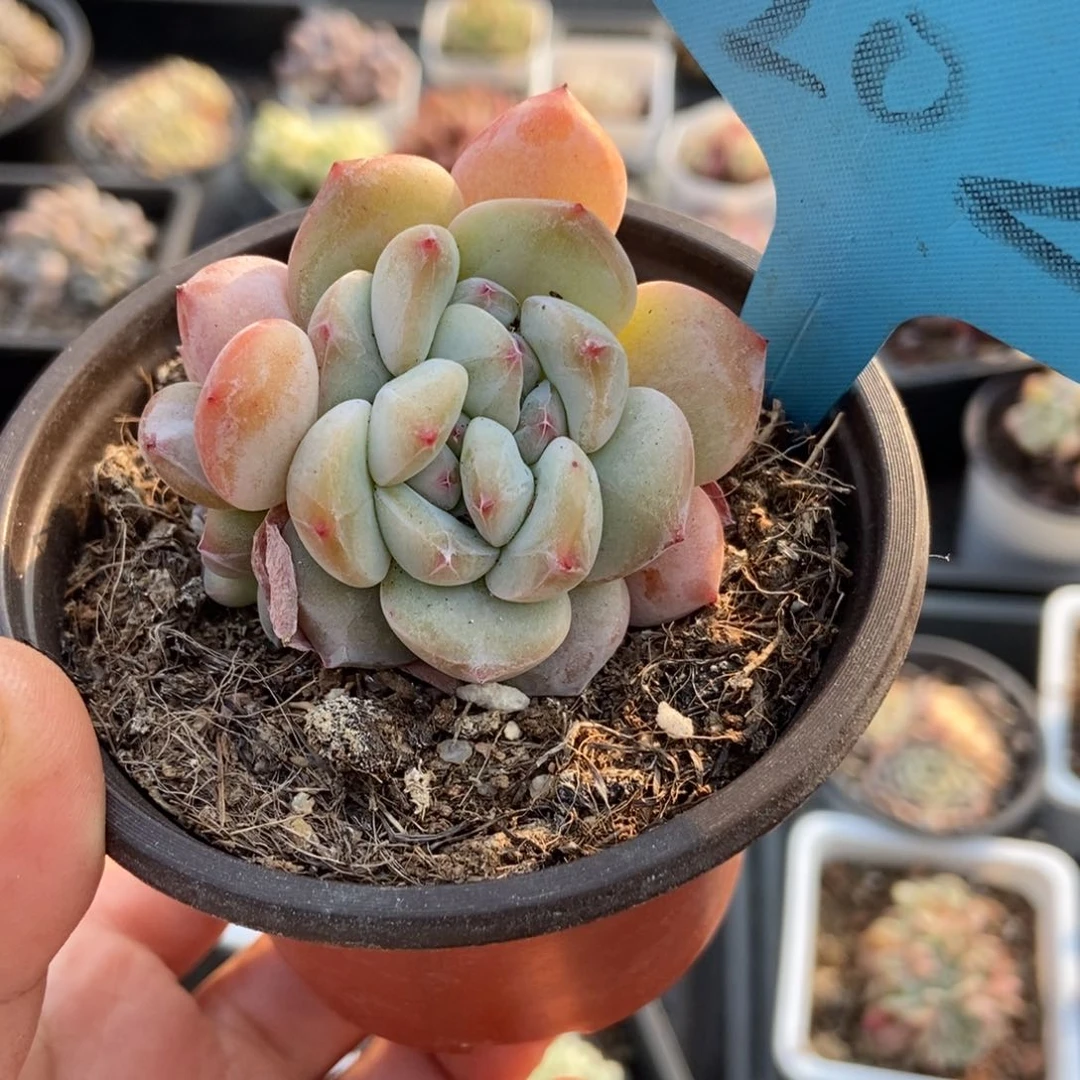 2023星影多肉植物保护