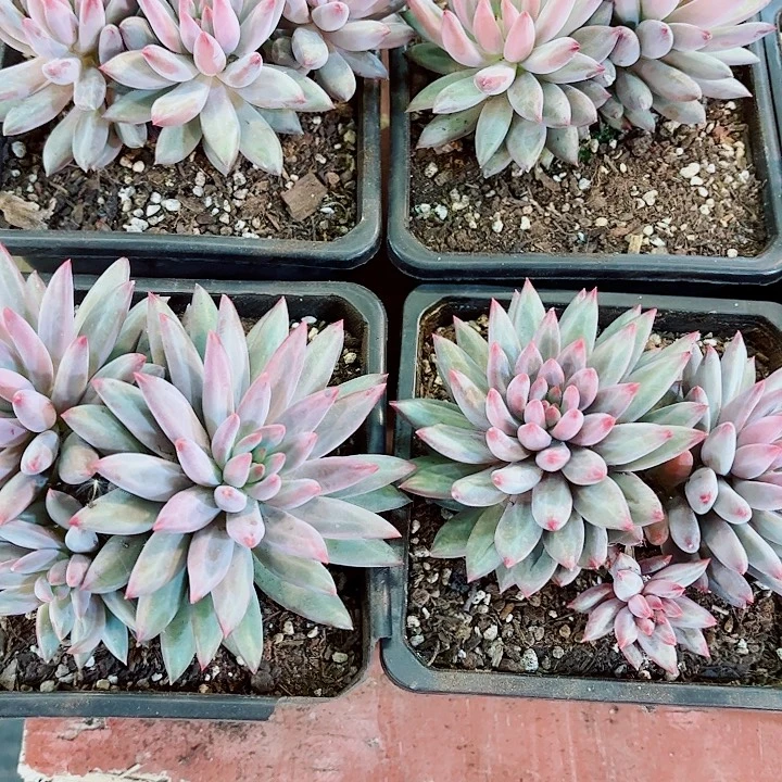 羽毛体虞美人3头起发