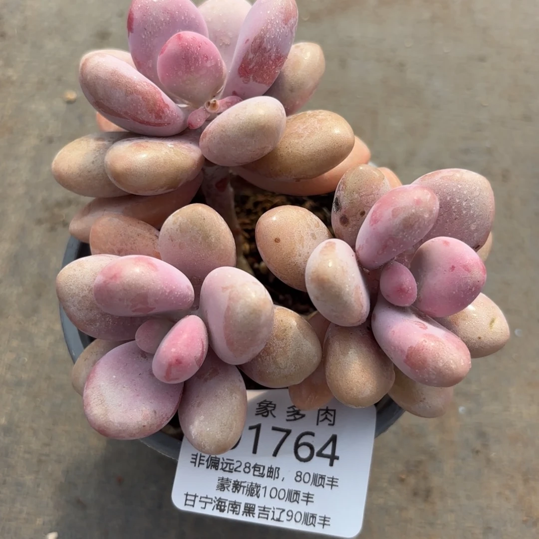 澄*多肉植物01764gg