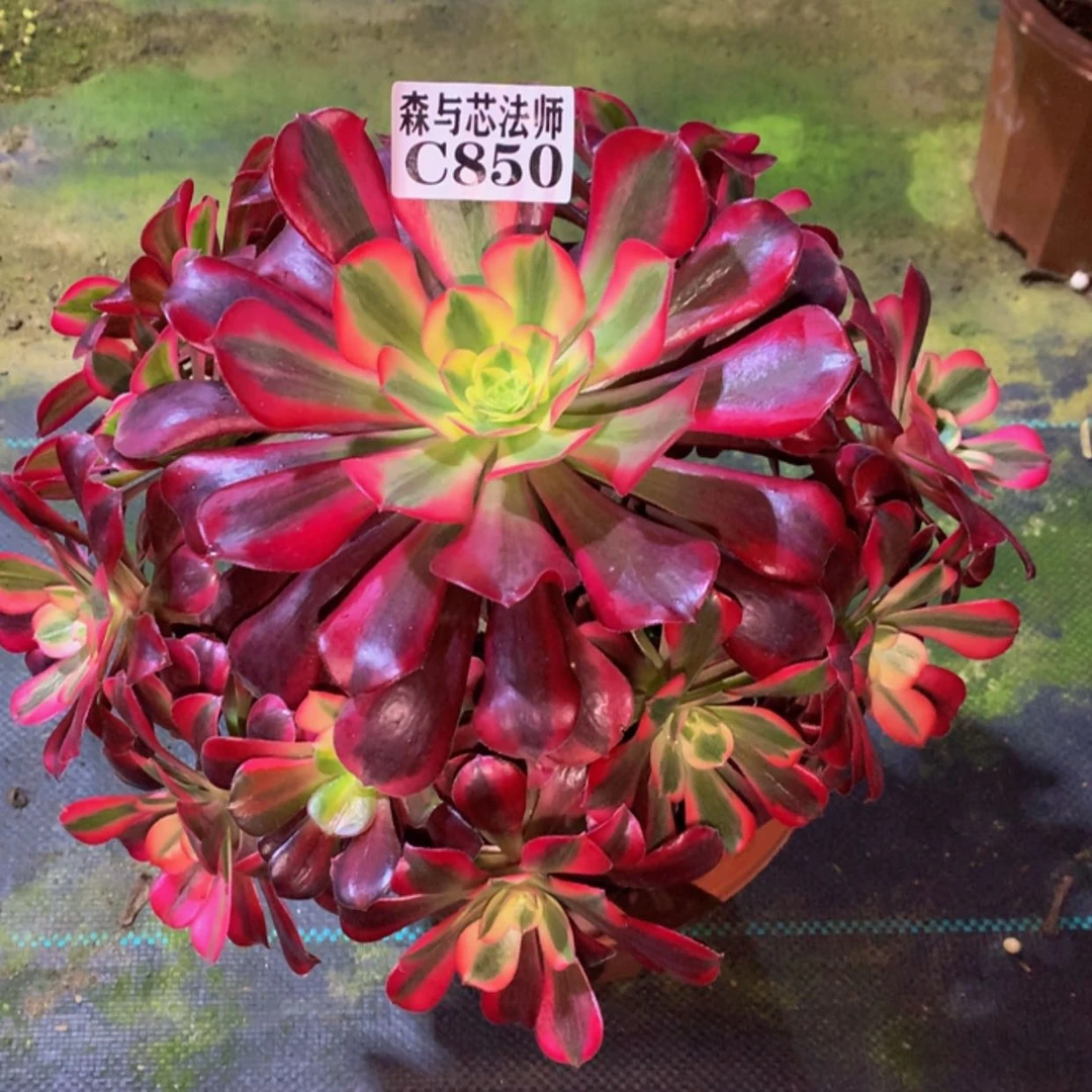 【闪购商品】850美杜莎