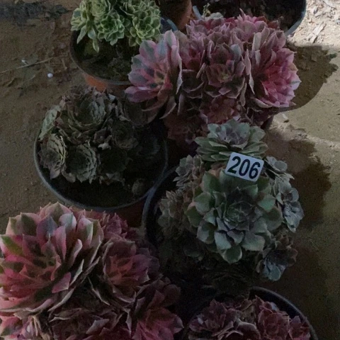 肥***猫206八棵法师多肉植物