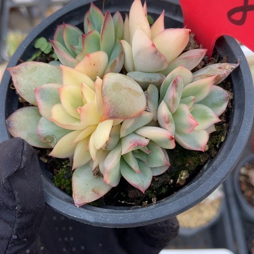 708月光女神锦多肉植物