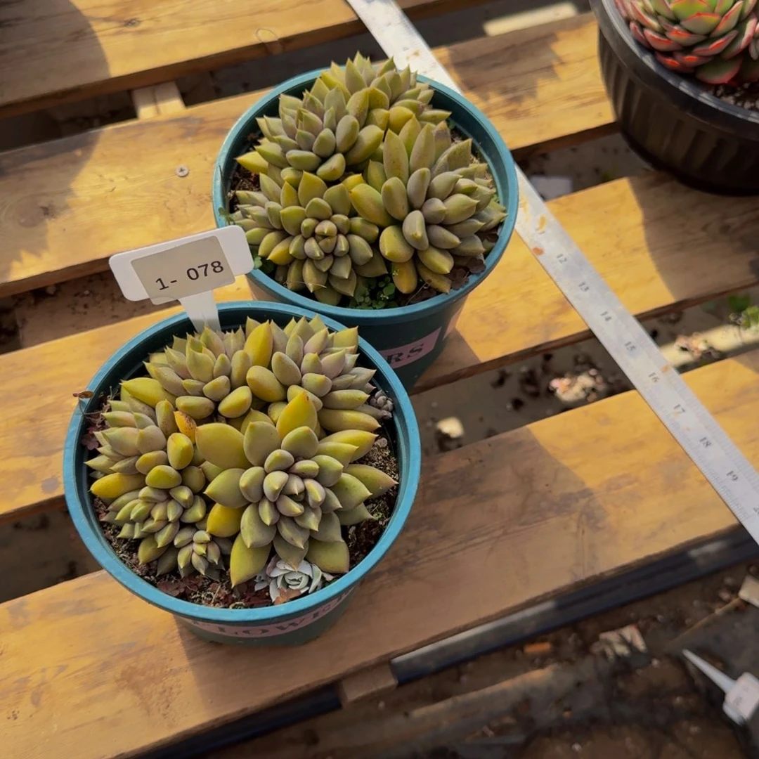 小***11-078象牙不包损多肉