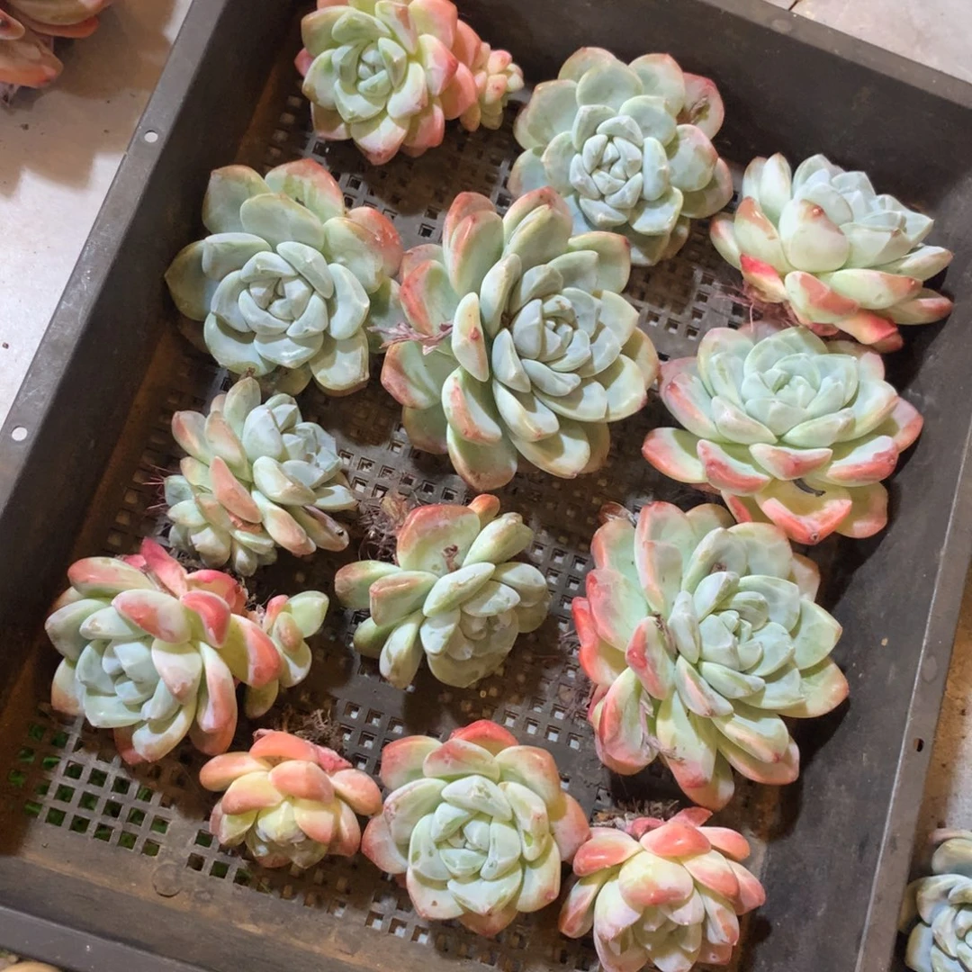 哈哈哈哈哈哈哈哈哈