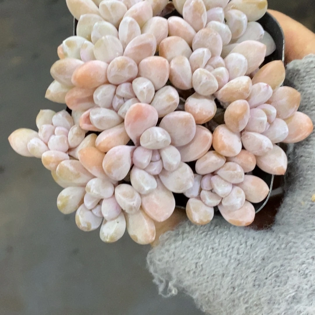 精品多肉一物一拍不包整102