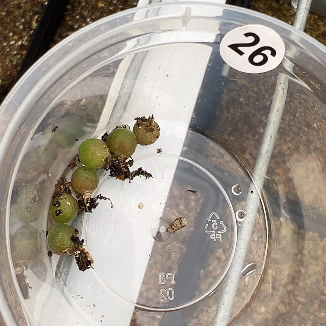 花***主26号空蝉苗福利特，…..