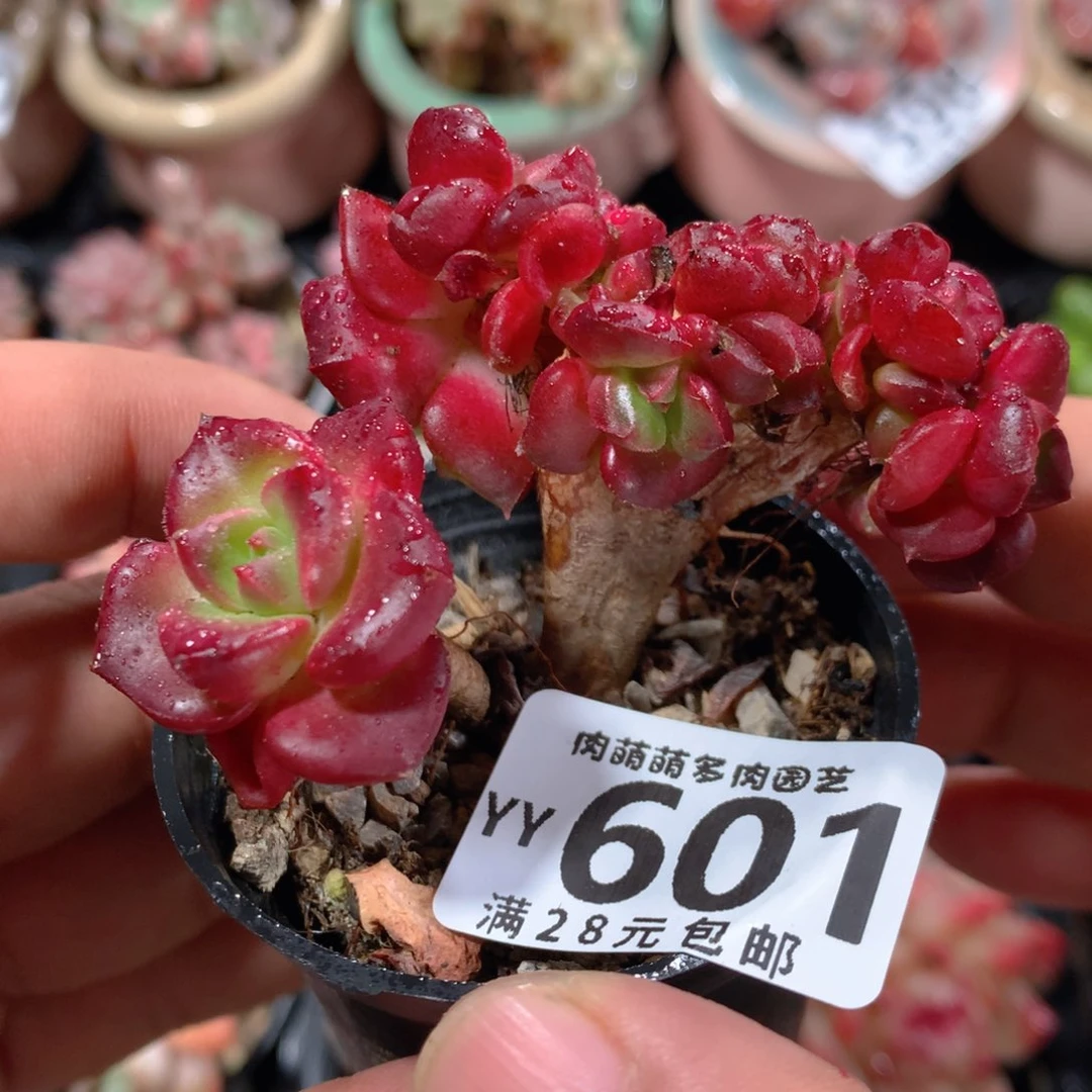 5CM拇指盆精控多肉YY601