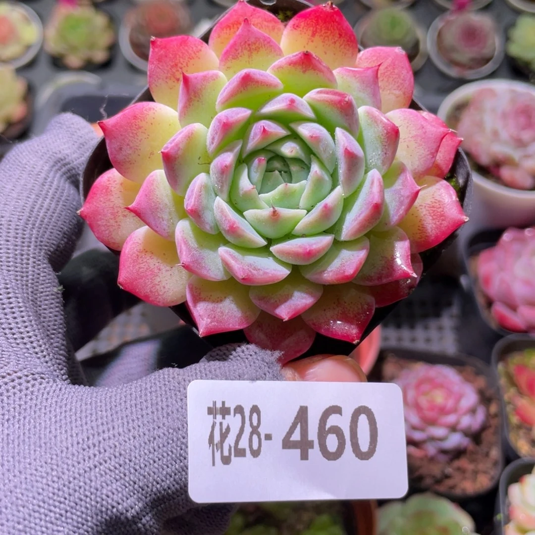 花利美28-460画扇