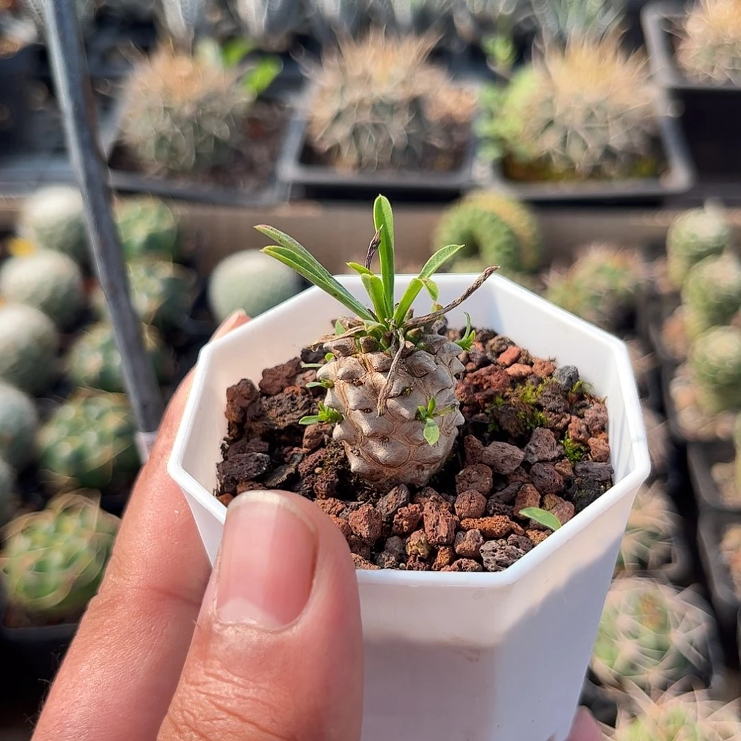 峨眉山单头发货单头发